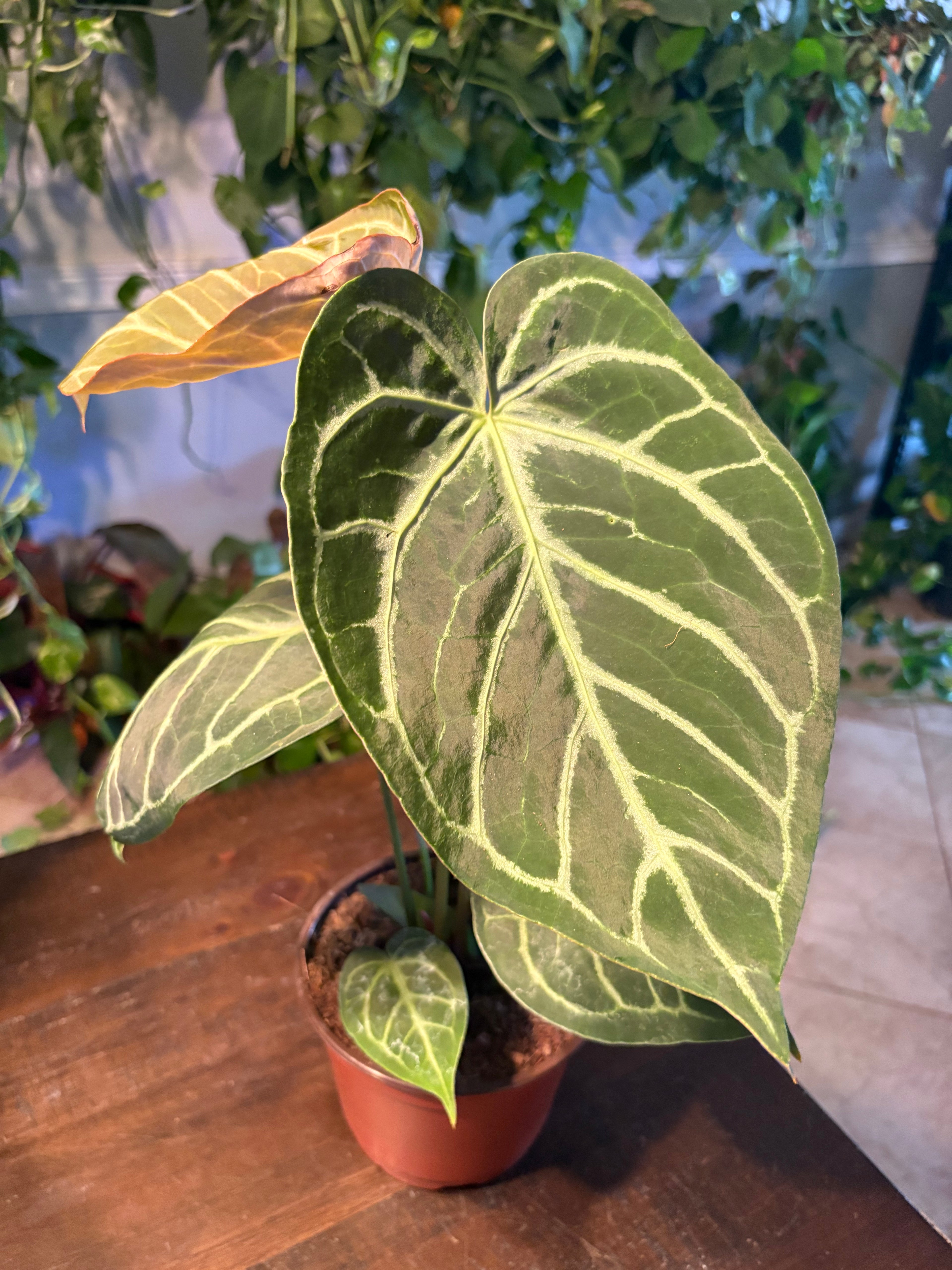 Anthurium Silver Blush 6 inch Auction