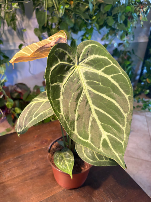 Anthurium Silver Blush 6 inch Auction