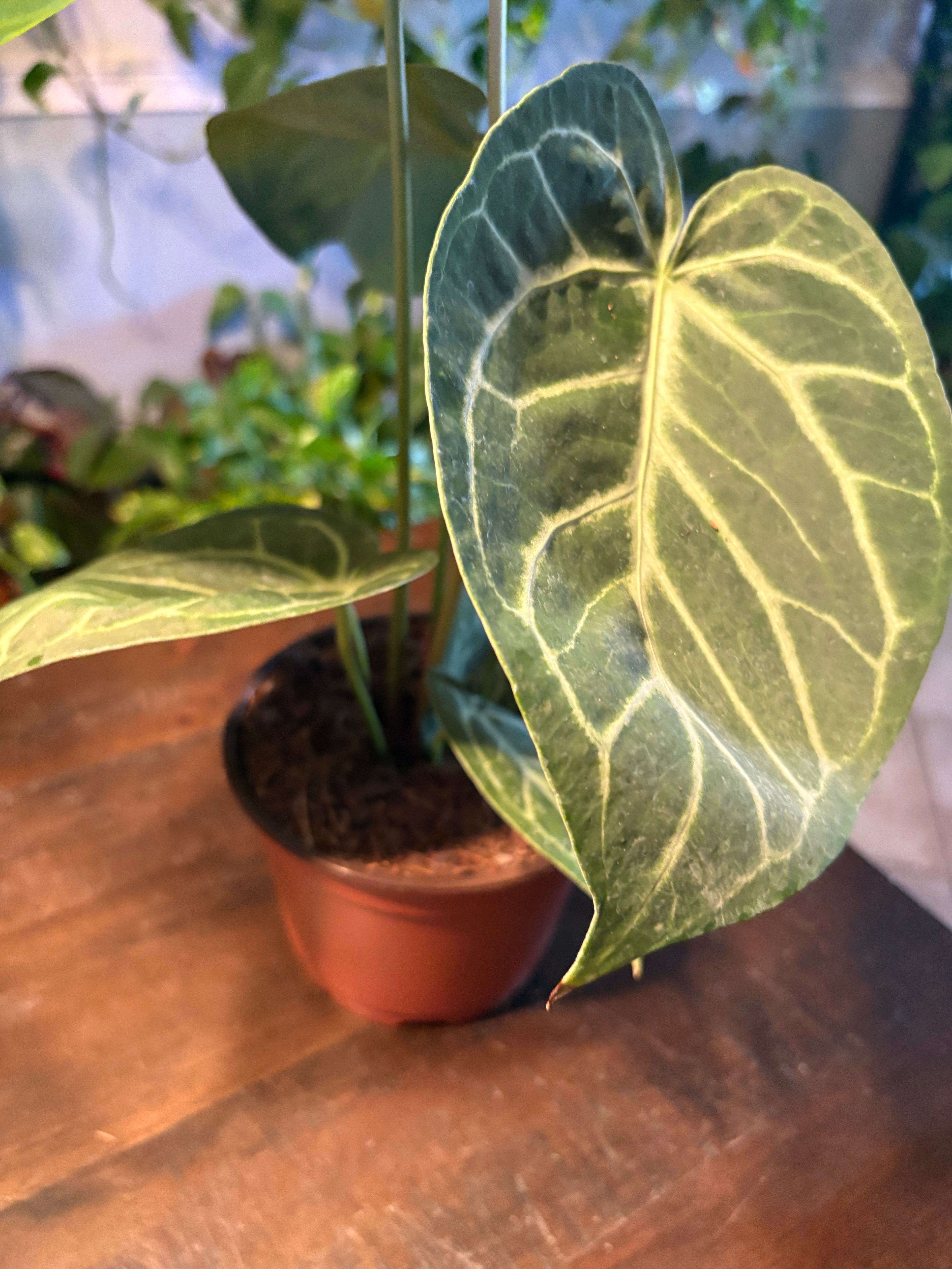 Anthurium Silver Blush 6 inch Auction
