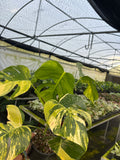 Monstera Delicioso Albo Varigated 6 inch pot