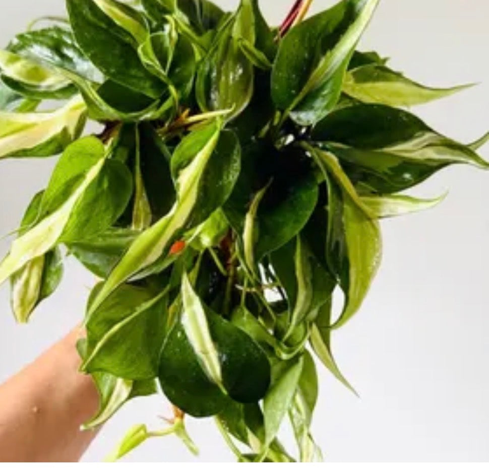Philodendron Rio 6 inch