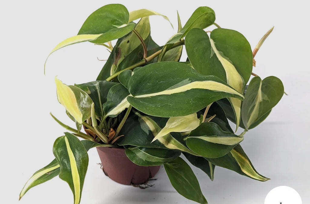 Philodendron Rio 6 inch