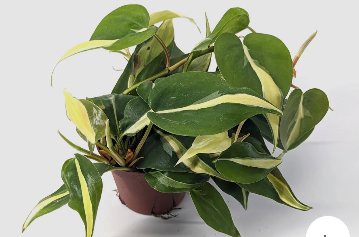 Philodendron Rio 6 inch