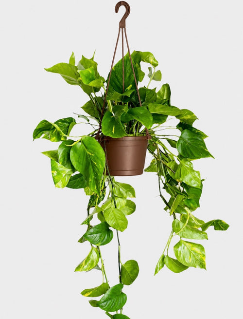 Hawaiian Pothos (Epipremnum Aurea) 6 inch