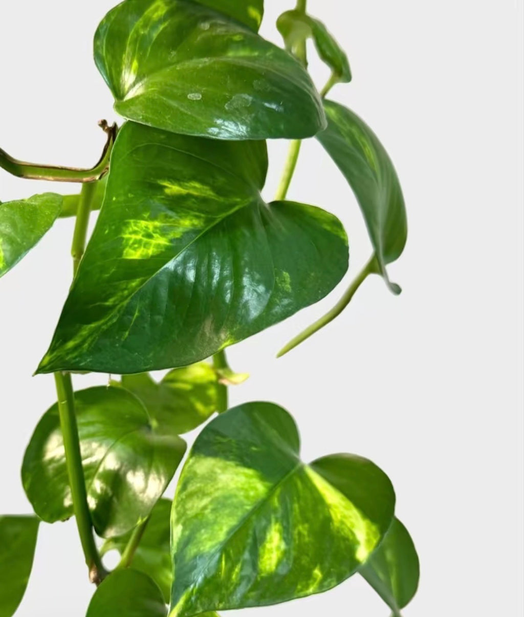 Hawaiian Pothos (Epipremnum Aurea) 6 inch