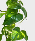 Hawaiian Pothos (Epipremnum Aurea) 6 inch
