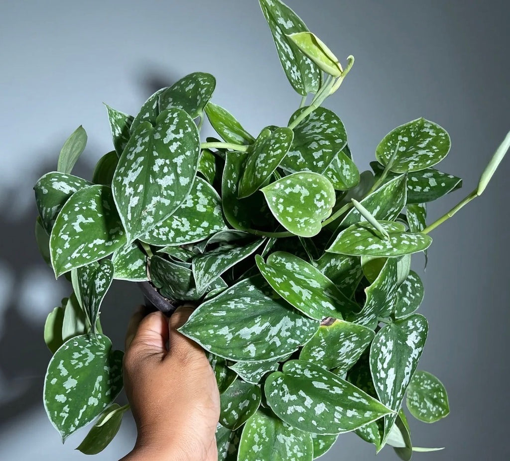 Satin Pothos Scindapsus Pictus Argyraeus - 6''