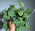 Satin Pothos Scindapsus Pictus Argyraeus - 6''