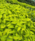 Neon Pothos (Epipremnum Aureum)
