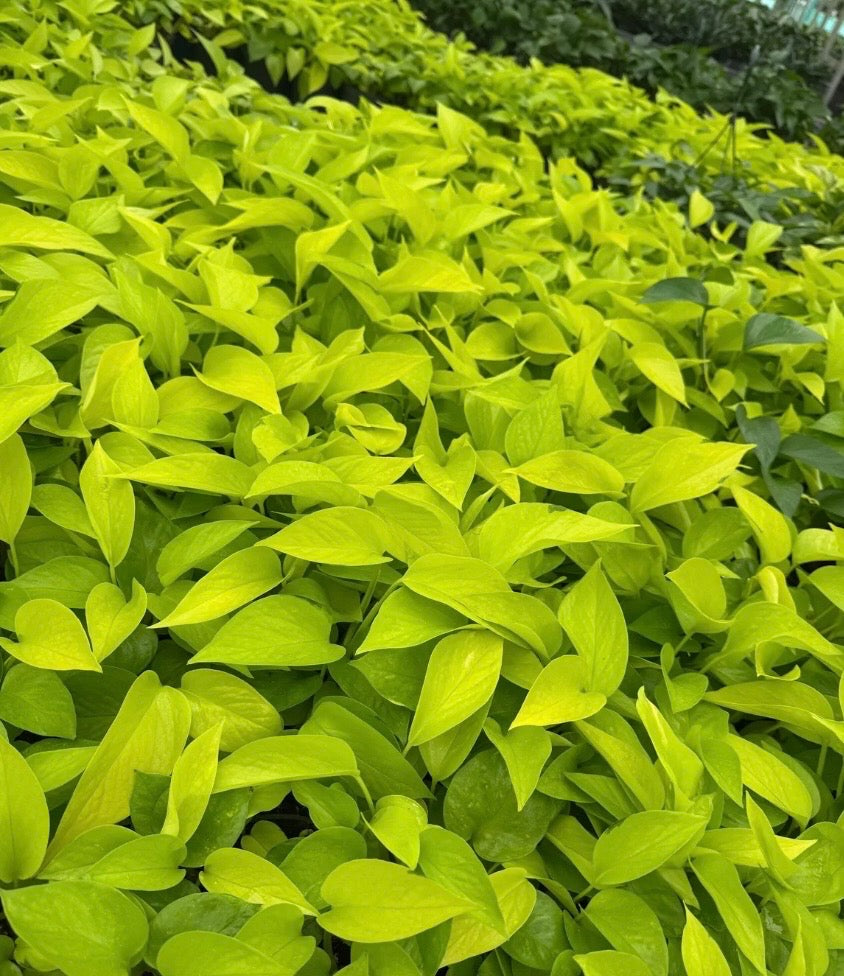 Neon Pothos (Epipremnum Aureum)