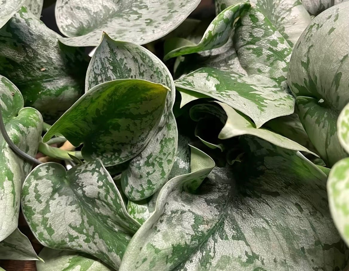 Satin Pothos Scindapsus Pictus Argyraeus - 6''