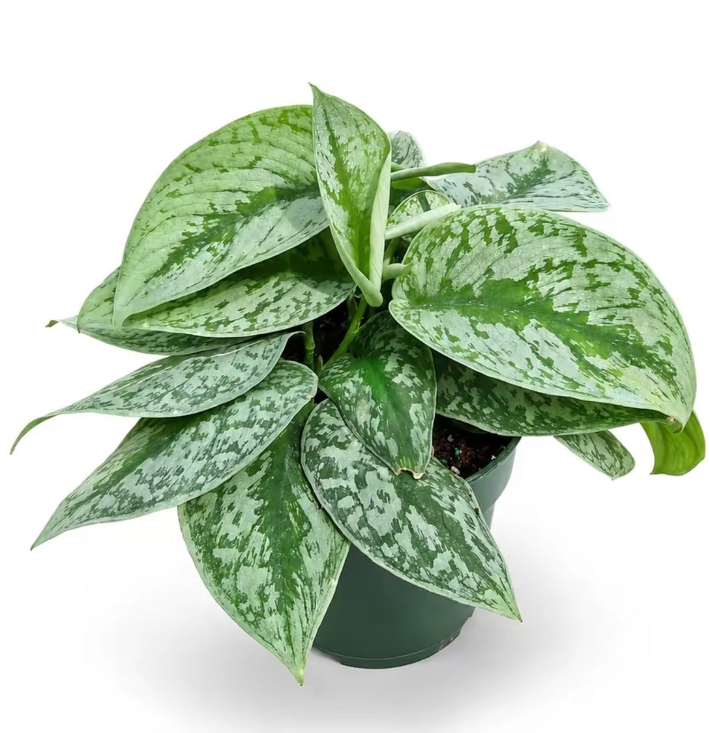 Satin Pothos Scindapsus Pictus Argyraeus - 6''