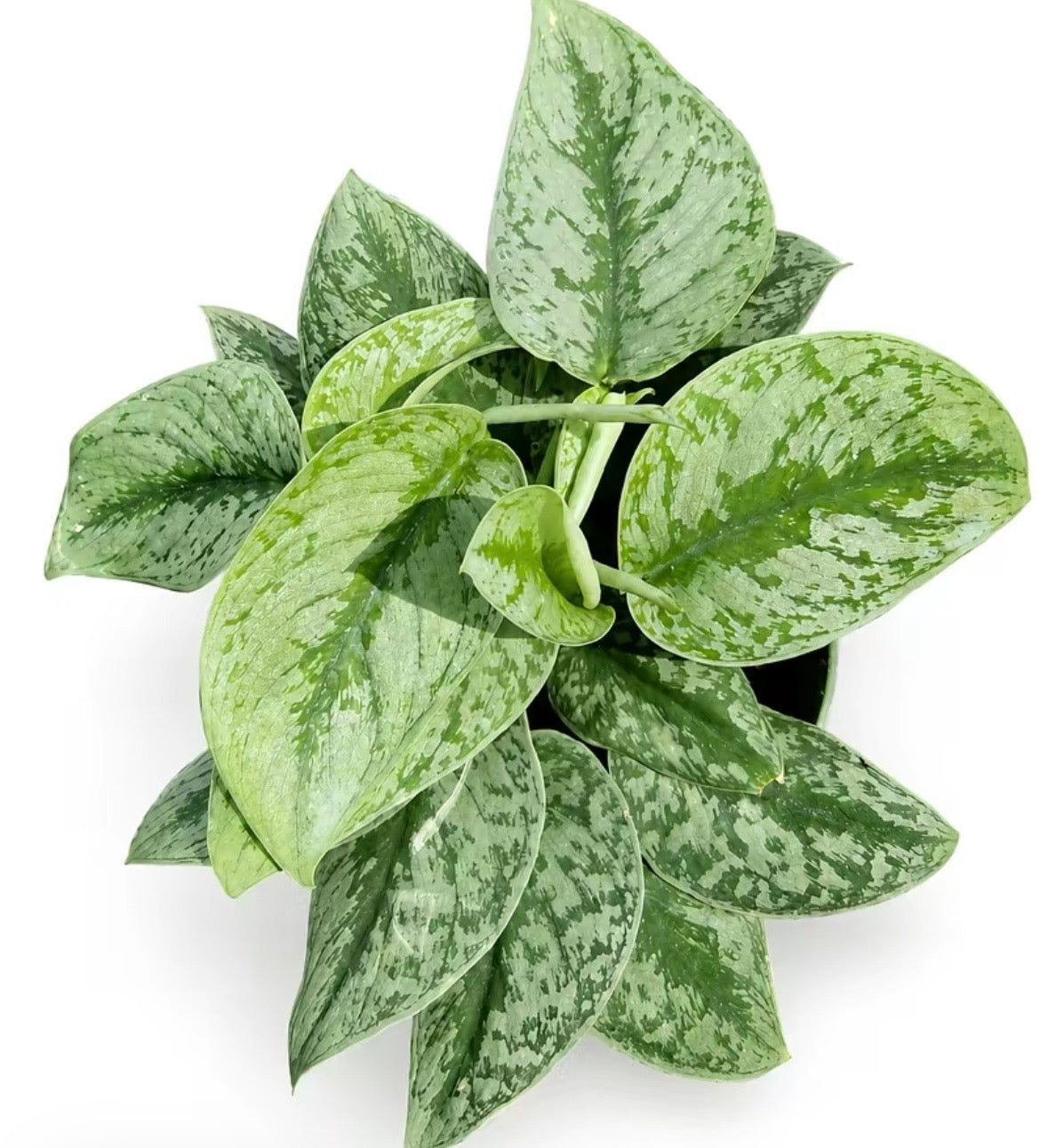 Satin Pothos Scindapsus Pictus Argyraeus - 6''