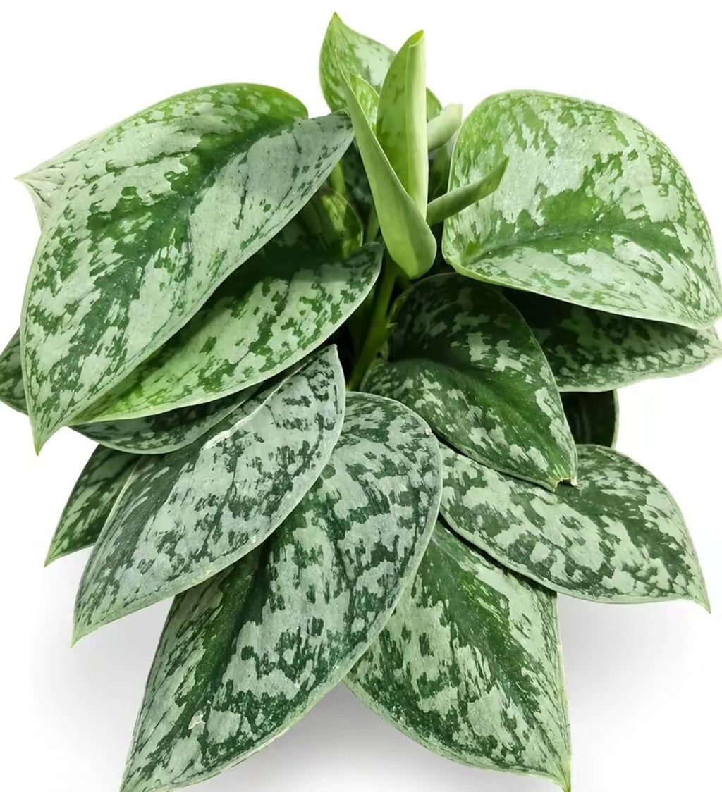 Satin Pothos Scindapsus Pictus Argyraeus - 6''
