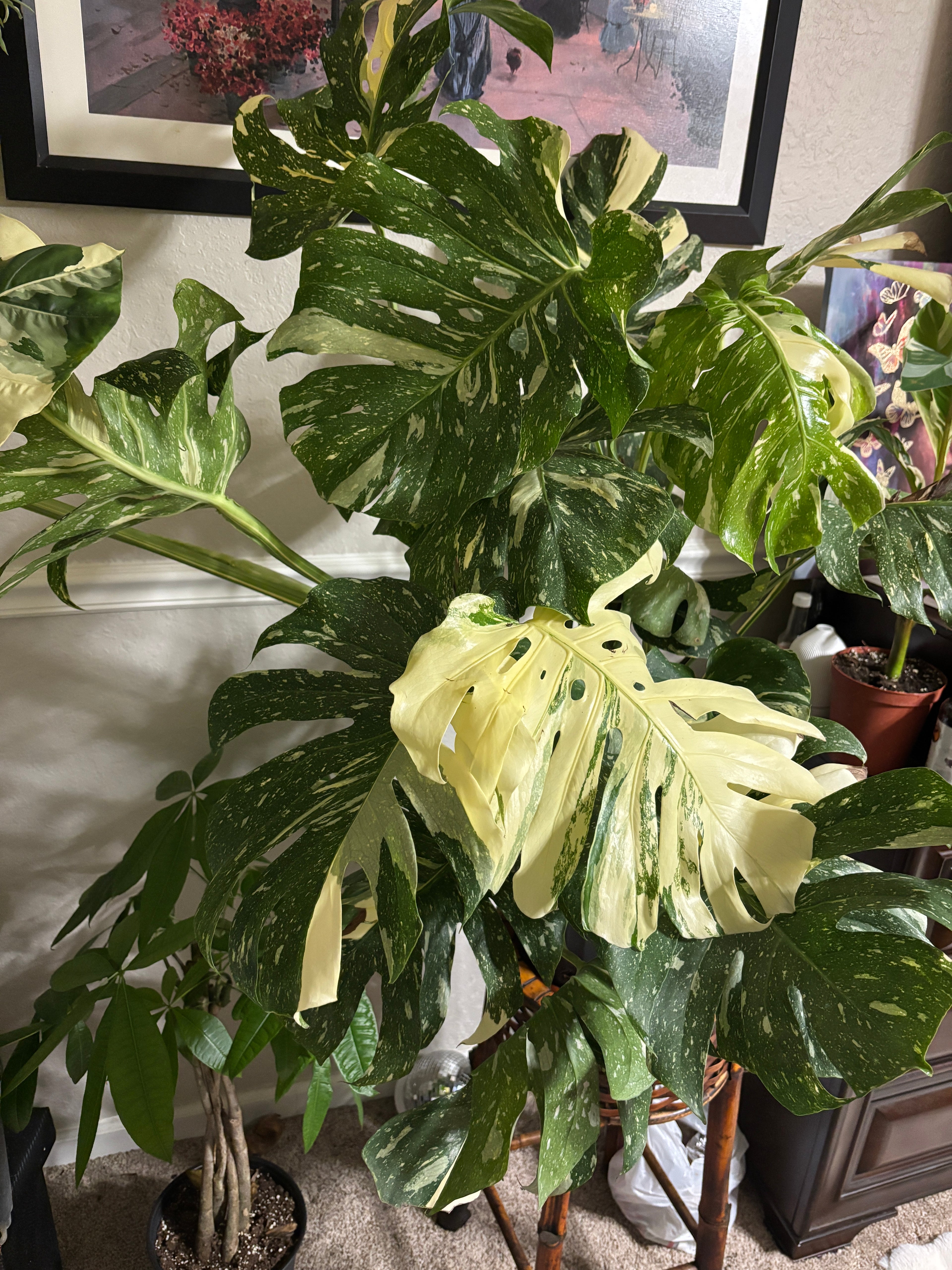 Monstera Thai Constellation 12 inch pot