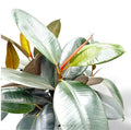Ficus Elastica