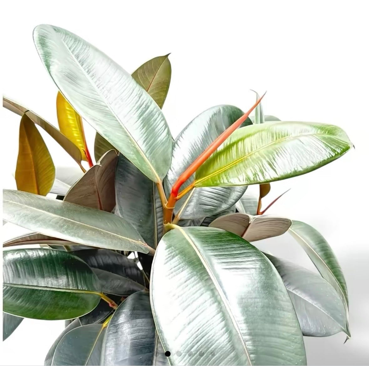 Ficus Elastica