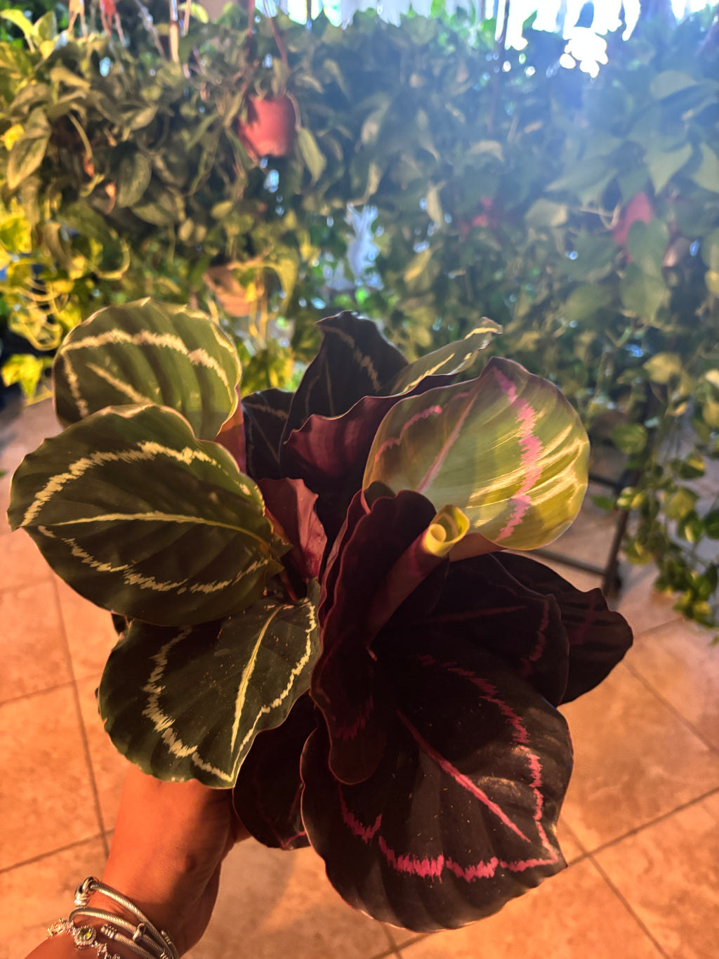 Calathea Dottie 6 inch Auction