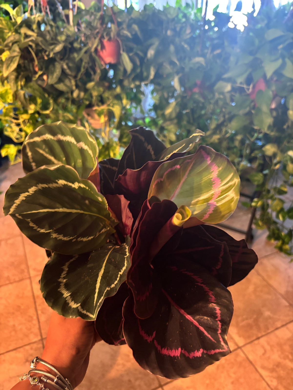 Calathea Dottie 6 inch Auction