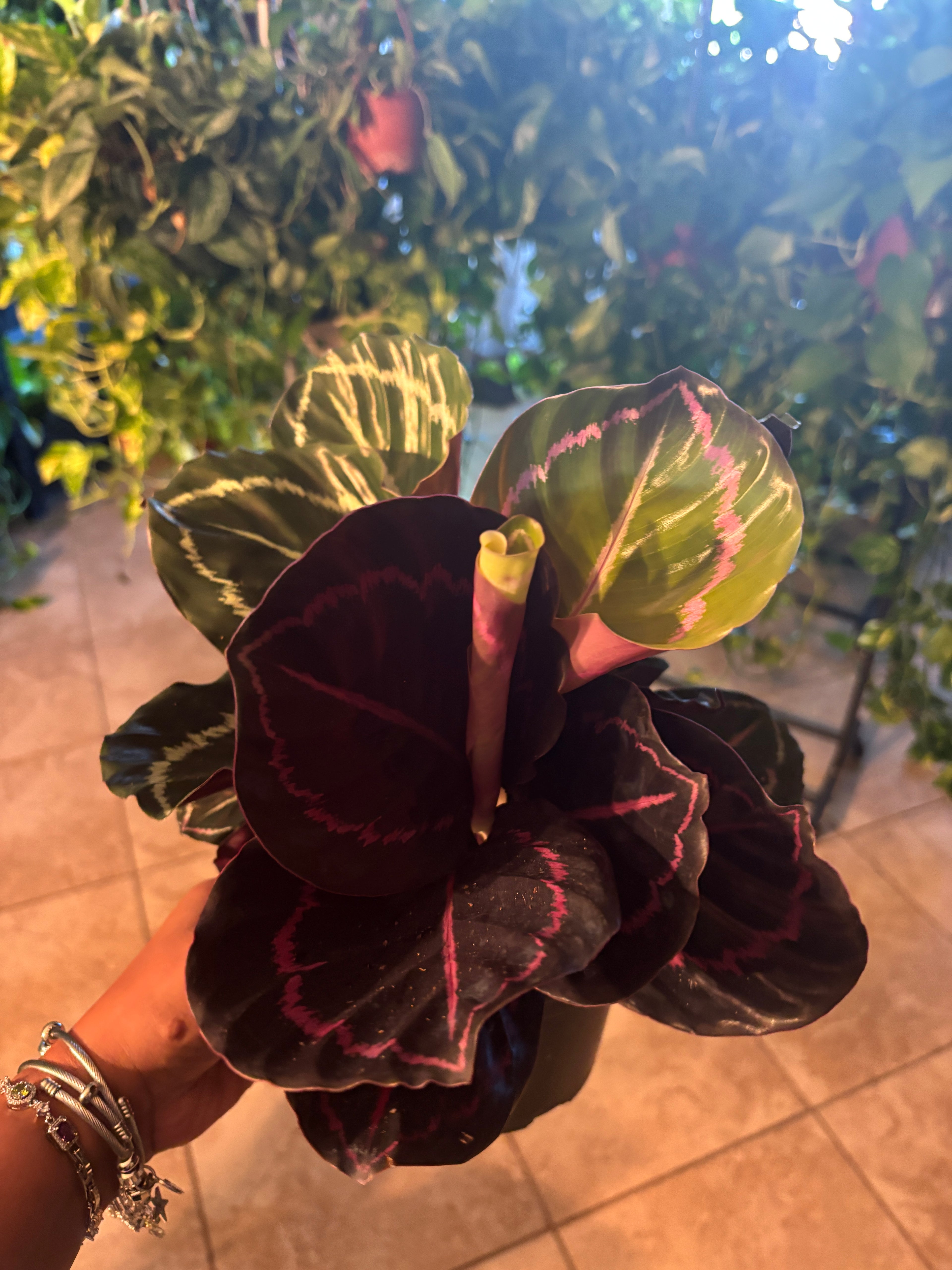 Calathea Dottie 6 inch Auction