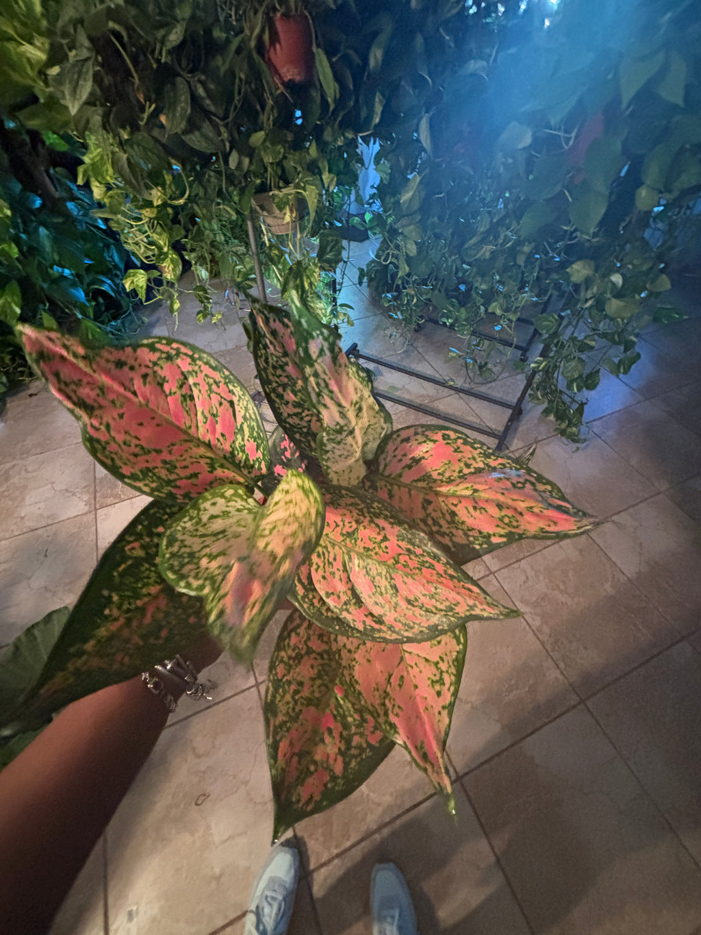 Aglaonema Lady Valentine Chinese Evergreen 6 inch