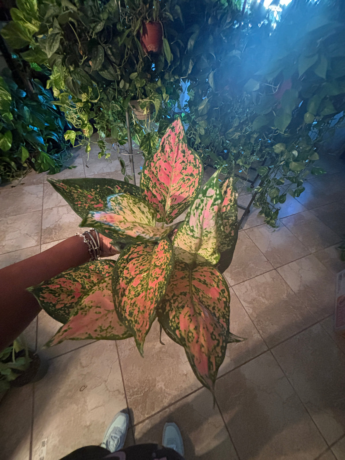 Aglaonema Lady Valentine Chinese Evergreen 6 inch