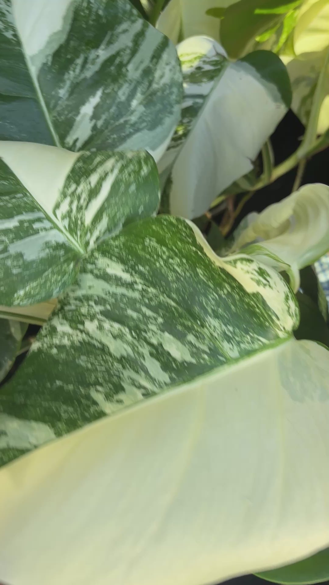 Monstera Delicioso Albo Varigated 6 inch pot